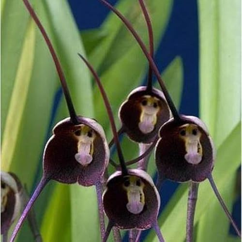 semi di orchidea testa di scimmia - giardino balcone resistenti biologici 20pcs