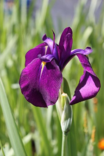 WASSERPFALNZEN WOLFF - Iris laevigata - Asiatische Sumpfschwertlilie - Sumpfiris, blau - 4er-Set QUALTÄTSSTAUDEN im Pflanzkorb - durchwurzelt