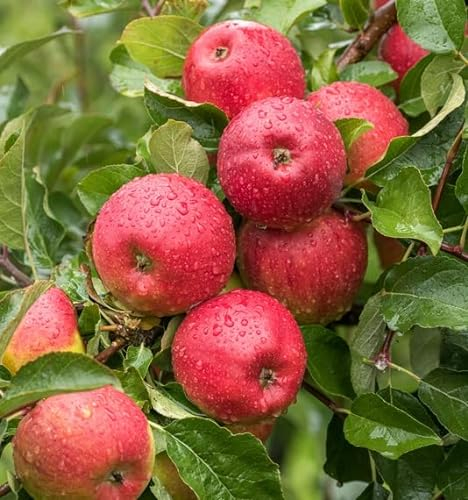 Pilot, Winterapfel, Buschbaum (kleinbleibend), 120-140cm, im Topf