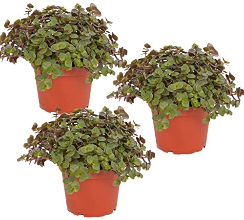 Petsnack Bio Callisia (Schönpolster) im Topf (3 Stück) ║ BIOLAND-Qualität, garantiert frei von synthetischen Pflanzenschutzmitteln ║ Höhe mit Topf 15-20 cm ║ sofort gebrauchsfertig.
