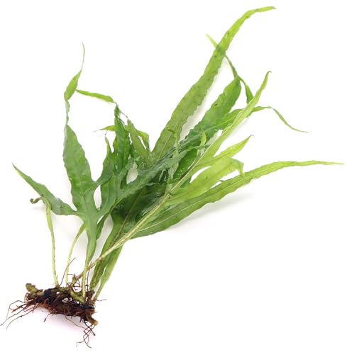 Java Fern Microsorum Trident (1 Bunch) Live Aquarium Plant Narrow Forked Green Leaves K2aqua