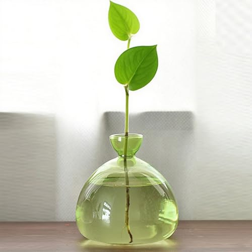 QSLKI Vase À Fleurs D'avocat en Verre, Kit De Croissance Hydroponique, Pot De Démarrage De Graines D'avocat, Culture D'avocat, Cadeau pour Les Amateurs De Jardinage, Décoration De Table (Vert)