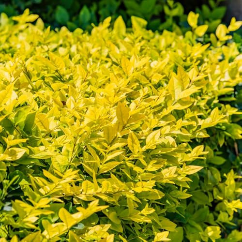 semi di ligustro - decorazione da giardino rare resistenti vecchie varietà esterno 120pcs