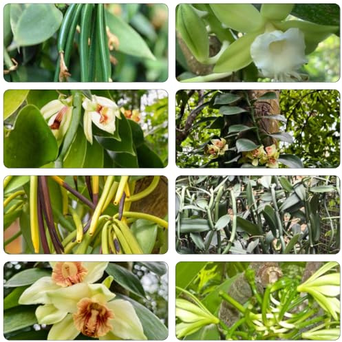 vainilla planifolia büropflanzen mehrjährige blumensamen winterharte stauden dauerblüher winterharte balkonpflanzen zimmerbonsai bonsai gartenblumen mehrjährig winterhart gartenkräuter 80samen