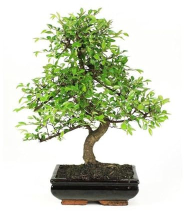 Bonsai - Olmo chino, 8 Años (Bonsai Sei - Zelkova Parvifolia)