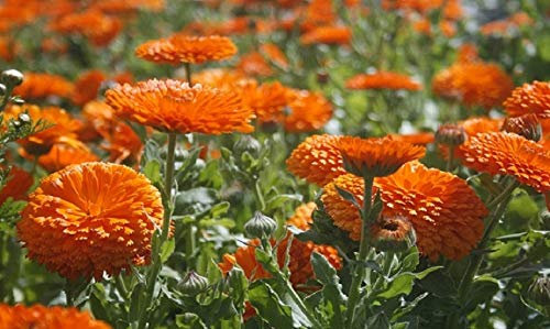 PREMIER SEEDS DIRECT - Calendula Seeds - Orange King (20 Grams)