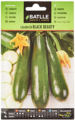 Semillas Batlle COURGETTE Black Beauty