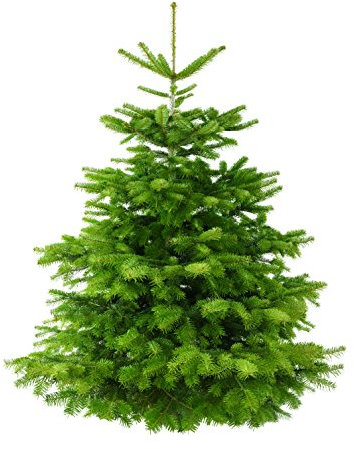 Echter Weihnachtsbaum - Nordmanntanne -frisch geschlagen 160-180 cm