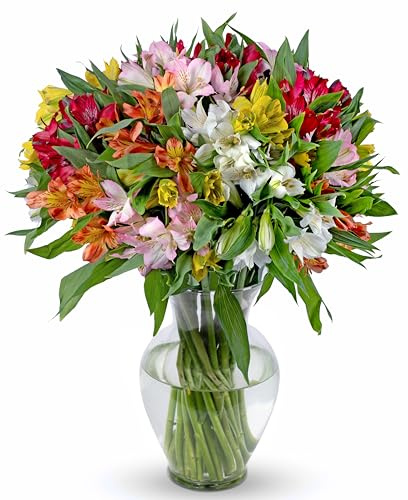 Lot de 100 lys péruviens assortis Avec vase.