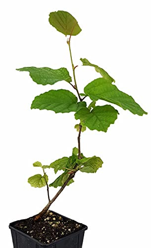 Seedeo® Virginische Zaubernuss (Hamamelis virginiana) Pflanze ca. 20-30 cm