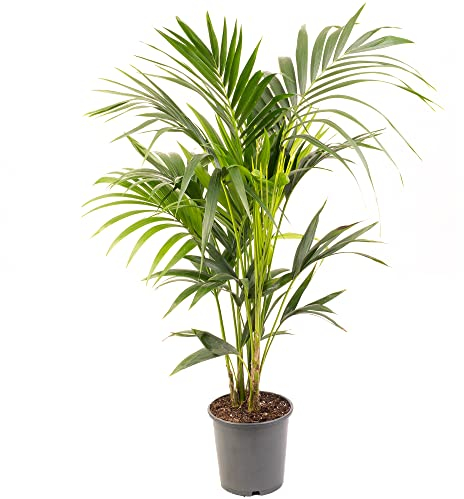 Kentia Palm Real Exotic Large Indoor Plant for Your Home Or Office Air Purifying Tall Indoor Plants in Growers Pots Various Sizes of House Plants for Indoors 120-140cm (Incl. Pot)