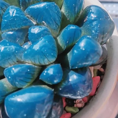 semi succulenti per balcone - resistente tappezzante esterno giardino selvatici 30pcs