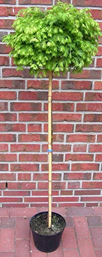 Kugelbaum, Mammutbaum, Höhe: 160-170 cm, Metasequoia Matthaei Broom + Dünger