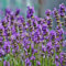 semi di fiori di lavanda 95 pezzi