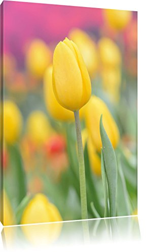 Pixxprint Gelbe Tulpen im Frühling, Größe: 60x40cm, Leinwandbild, fertig gespannt, Wandbild, Dekoration, Kunstdruck, kein Poster