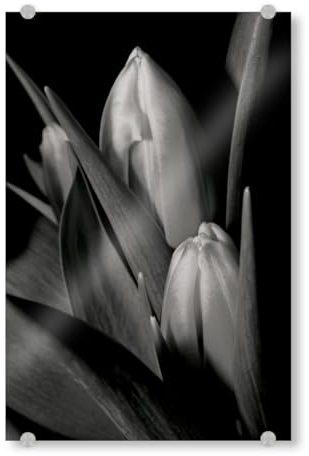 artboxONE Acrylglasbild 90x60 cm Floral Black and White Lotus Bild hinter Acrylglas - Bild Lotus