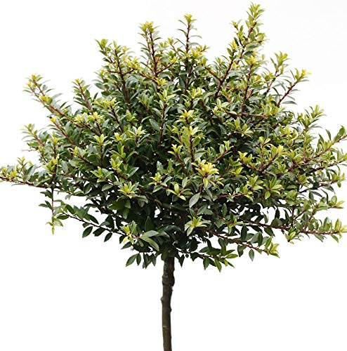 Hochstamm Löffel Ilex Glorie Dwarf 100-125cm - Ilex crenata - lebende Gartenpflanze aus den Baumschulen