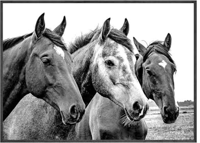 Schwarz-Weiß-Pferd Wandkunst Leinwand Gemälde Modern Tier Leinwand Poster Bilder for Wohnzimmer Wohnkultur (Color : A, Size : 40x50CM No Frame)