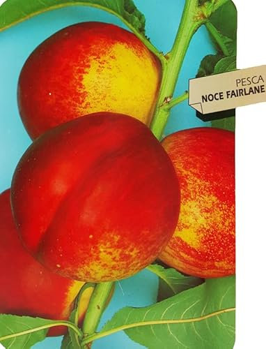 Pianta di Pesco Noce Prunus persica var. nucipersica Polpa Gialla, molto soda