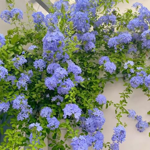 bleiwurz balkonblumen schnittblumen plumbago - Ceratostigma plumbaginoides - kletterpflanzen steingartenpflanzen zierblumen für sonnige plätze gartendeko für draußen kräuterpflanzen 400samen