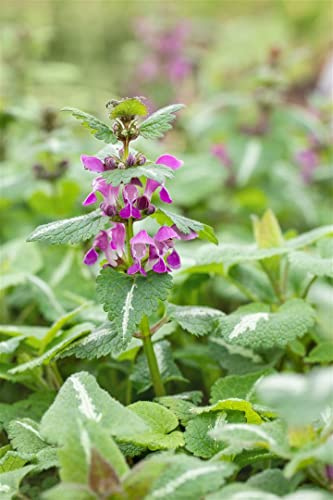 Lamium maculatum 'Chequers' 9x9 cm Topf – Winterhart, Mehrjährig, Pflegeleicht – Gefleckte Taubnessel – Bodendecker für Schatten & Beete