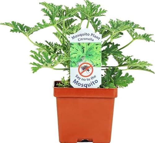 Geranio Limón Planta Natural Ideal para Jardines y Terrazas - Repelente de Mosquitos Natural