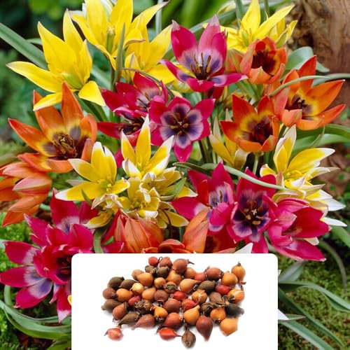 50 Miniature Mixed Tulip Bulbs - Vibrant Dwarf Varieties for Early Spring Blooms - Perfectly Adapted for UK Gardens – Perennial Tulips Bring a Burst of Colour and Charm