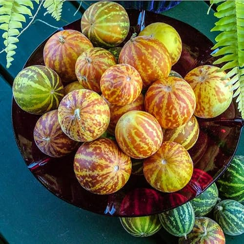 15 Graine Graines Semences - MELON DE POCHE - Cucumis Melo - Fruit Légume Jardin - 230