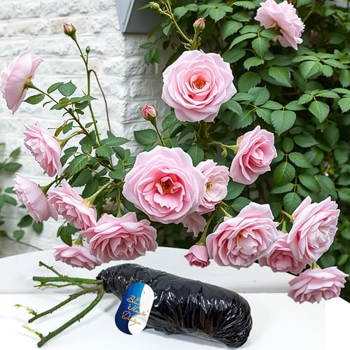 Bare Root Pink Climbing Rose 'Blossomtime' - Rampicante profumato e resistente per esposizioni verticali da giardino e abbellimento di sentieri