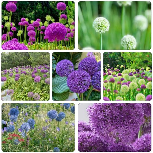 ajo ornamental de bonsái jardín de resistentes decorativas oficina interior allium silvestres puerro gigante bulbos 12pcs