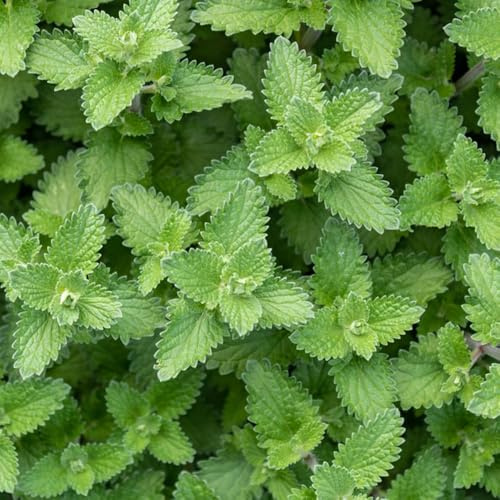 katzenminze mehrjährig winterhart - kübelpflanzen gartenpflanzen luftreinigende zimmerpflanzen exotische 200samen