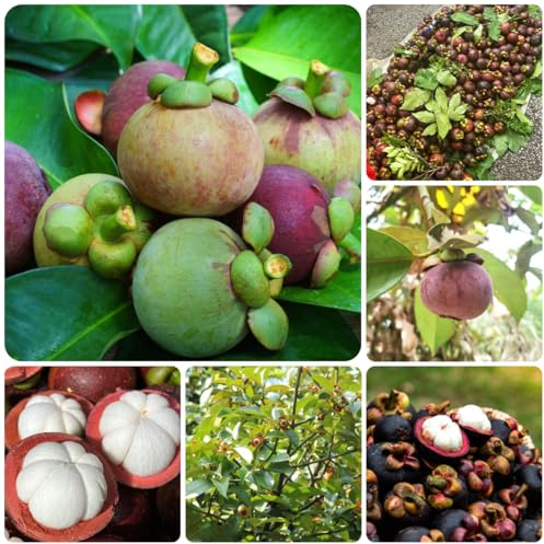 Semi di mangostano - da frutto nani, resistenti da frutto per giardinieri semi di balcone comprare colonnare vecchie varietà frutteto 35pcs