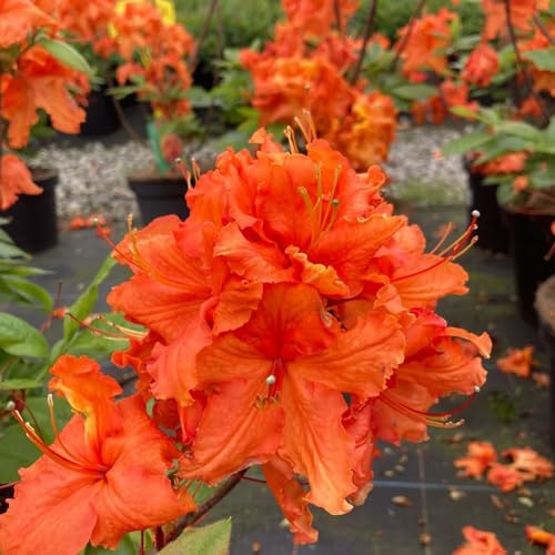 semi di rododendro - azalea, decorazioni giardino esterni 250pcs