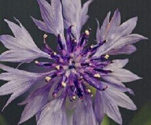 Stk - 25x Chrysantheme Zhankai Blumen Pflanzen - Samen A103 - Seeds & Plants Shop by Ipsa