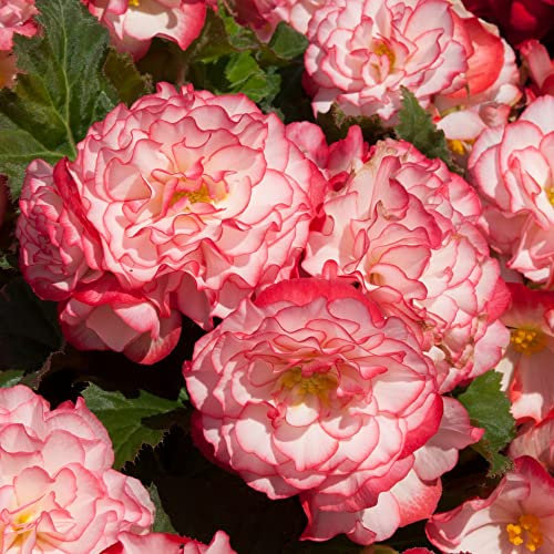 Begonia Plants Outdoor Garden Ready 'Nonstop® Rose Petticoat' Frilly White/Pink Blooms Half-Hardy Perennial Easy to Grow Your Own Flowers with 15x Garden Ready Plants by Thompson and Morgan