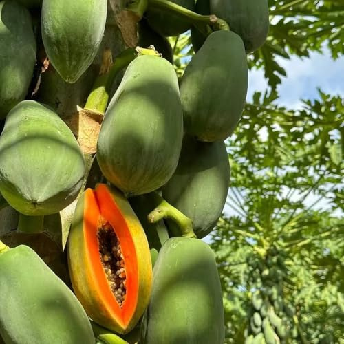acquistare semi di papaya, da colonnari resistenti serre da balcone semi comprare fresca, colonnare giardino rari 125pcs