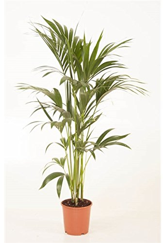 Blumen-Senf Kentia Palme 140-150 cm Howea forsteriana