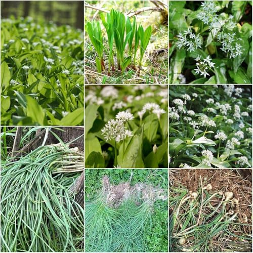 Comprar de ajo silvestre - semillas de balcón resistentes balcón en - raras ajo silvestre semillas exóticas resistentes invernadero 200pcs