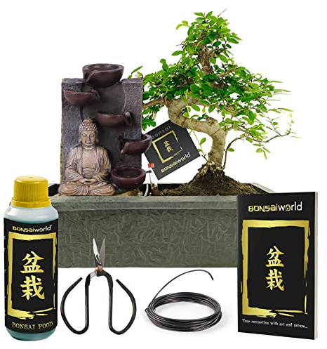 vdvelde.com - Bonsaiworld Buddha Wasserfall - Zimmer Bonsai Baum Starter Kit - 7 Teilig - Echter indoor Bonsai ca. 10 Jahre alt (Pflanzenhöhe: ca. 30 cm), Mit Schare, Draht, Dünger und Bonsaibuch