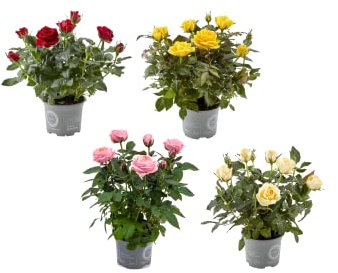Rosal Miniatura | Pack 4 Plantas | Flores de Colores | Plantas Naturales con Flor