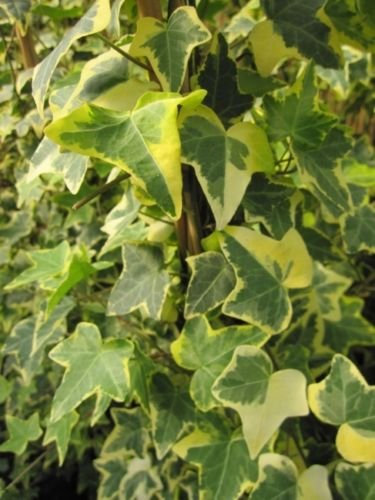 Hedera helix Goldchild - buntblättriger Efeu