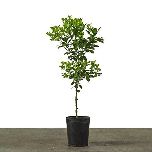 Árbol de Lima en Maceta: Cosecha Limones Criollos Frescos en Casa