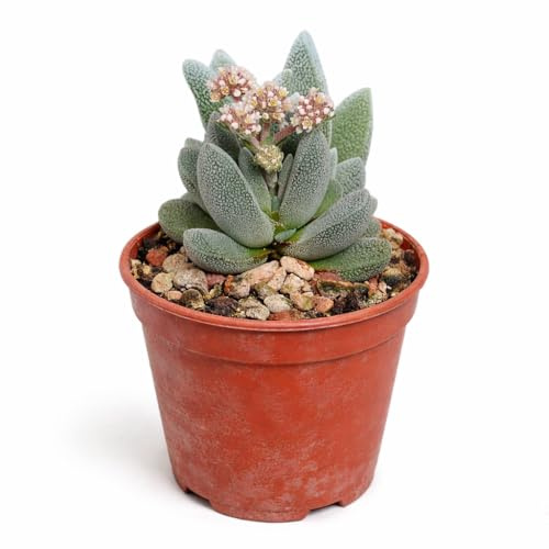 Exotenherz Crassula tecta - Eidechsenhaut-Dickblatt - Rarität - 6,5cm Topf - 15cm hoch