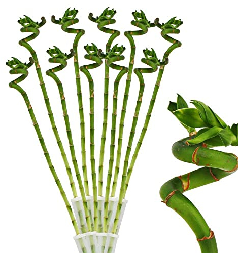 10x Lucky Bamboo Glücksbambus - 50cm