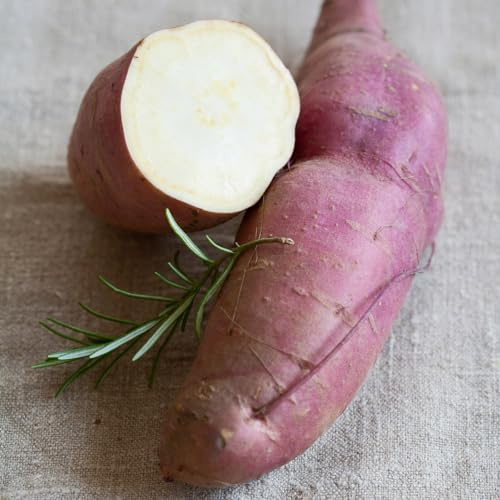 Bedwen Sweet Potato 'Erato White' Plug Plant x3 – White Fleshed Tubers with Chestnut Flavour for Roasting, Mashing & Kitchen Gardens