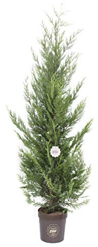 Cupressocyparis leylandii 'Castlewellan Gold', Cipresso leilandi giallo, Conifera, Pianta vera in vaso Vannucci Piante, Pianta da terrazzo (cod. 7) (1x)