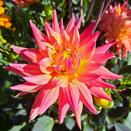 Dahlienknolle : Dahlia - Dahlie Dekodahlie  Magic Sunrise  1 Knolle/Rhizom