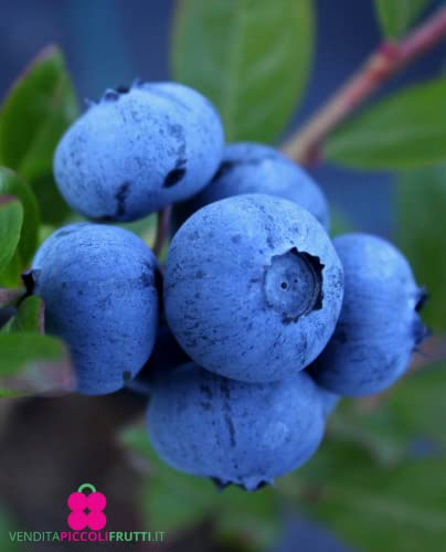 Plante de Myrtille américaine à Fruit Géant 'Legacy' Intermédiaire - en pot Ø 14 cm H. 40/50 cm