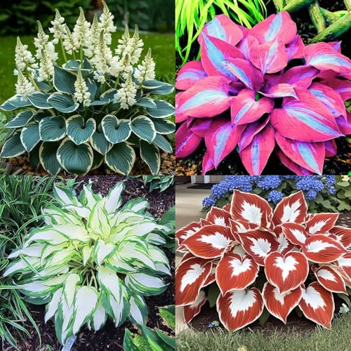 Hosta Bulbs Mix for Garden/Hosta Plant Root Excellent Display Indoor Perennial Balcony Garden Bulbs Can Be Potted-4bulbs-U