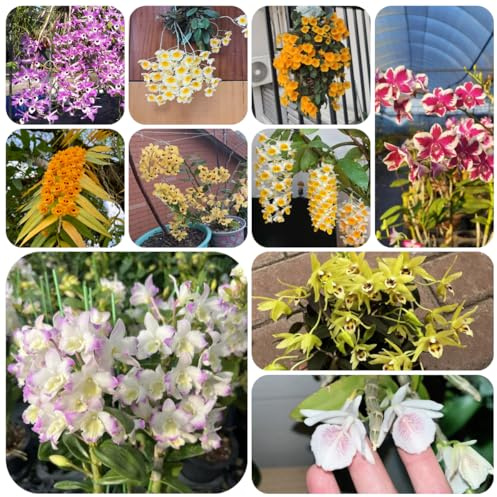 semi di orchidea dendrobium - rampicanti resistenti rare giardino decorazione 1200pcs